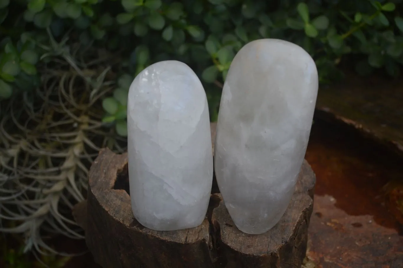 Polished Rock Crystal Quartz Standing Free Forms x 4 From Ambatondrazaka, Madagascar